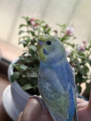 popugay: 2 ədəd 1 ay yarımlıq gözəl rəngli RAİNBOW tutuquşu. Ələ öyrətməyin tam — 7