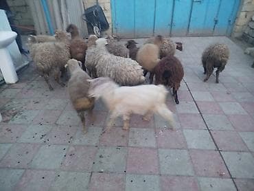 Qoyun sürüsü – müxtəlif rəng və yaşlarda - Növ: yerli qoyunlar (qara