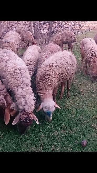 Salam 13dene bogaz qoyun