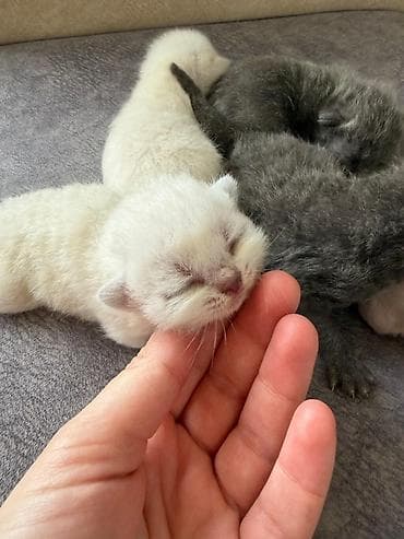 Təmiz qan Scottish Fold və Blue point Şinşila balalar, 7 mart