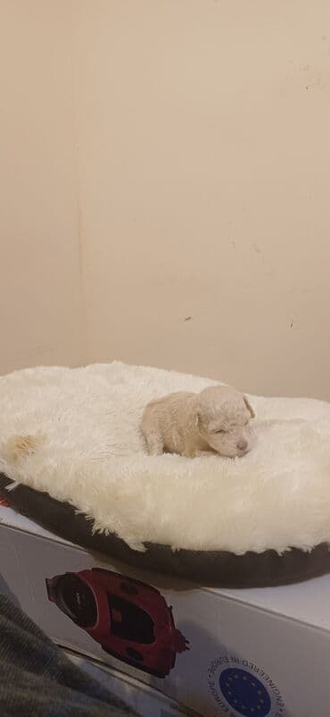 hind qusu satisi: Pudel, Dişi, Peyvəndli, Ödənişli çatdırılma — 1