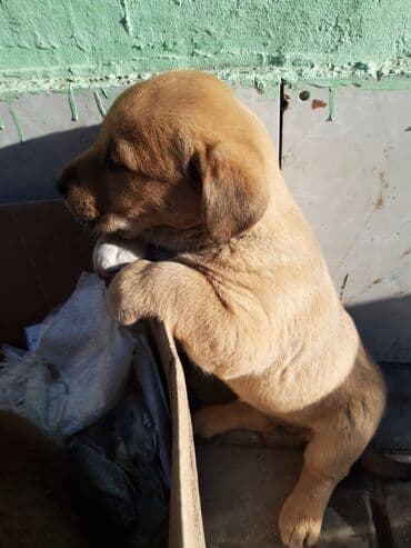 Quşlar: Zvanok balası satılır. - Yaş: 2 aylıq - Dişi - Qurd dərmanı verilib - — 2