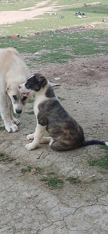 azerbaycan it adlari: Qurdbasar, 3 ay, Dişi, Peyvəndli, Ödənişli çatdırılma — 3
