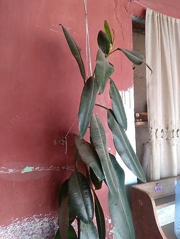 agac adlari: Böyük ölçülü otaq bitkisi – Fikus elastika (reçinəli fikus, rezin — 4