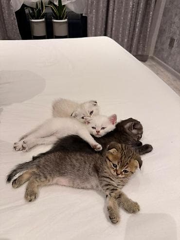 van pisik: Sevimli Scottish Fold və British tipli pişik balaları - Növlər — 3