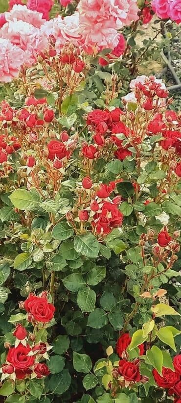 qutqaşınlı küçəsi: Zeynalabdin Tağıyev, 90 kv. m, 3 otaqlı, Hovuzsuz — 10