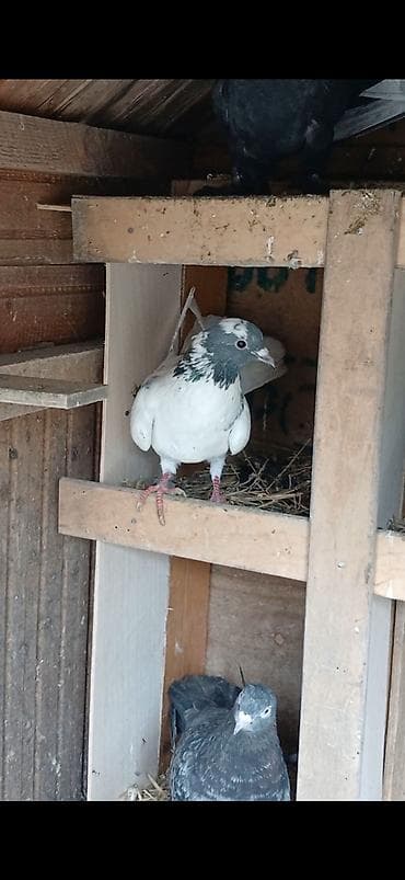 səbzi quşu: Göy baş erkey enni quyruğ — 1