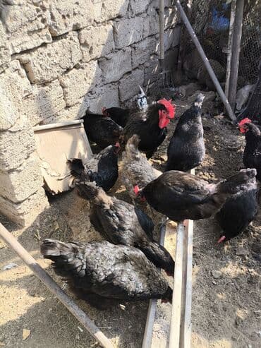 arpa bugda: Toyuq, Damazlıq — 6