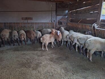 Коровы, быки: Salam 17dənə heyvandı 13 erkədi 4 dişi topa götürən olsa 360nan — 4