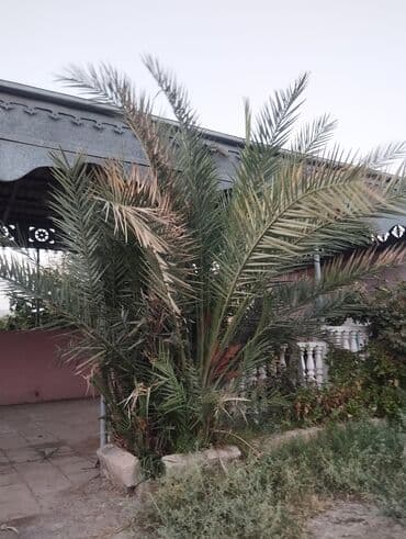 profnastil satisi: 🌴 Böyük Xurma Ağacı + Balacalar Satılır 🌴 10+ illik, ~4 metr — 2