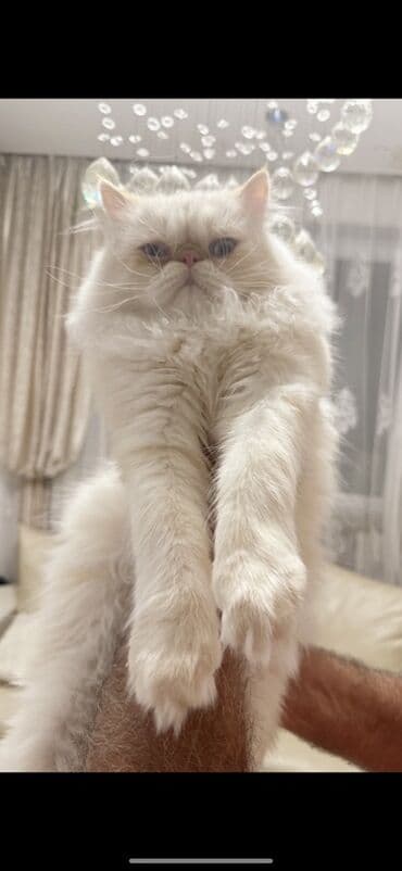 Pişiklər: Fars, Cütləşmə üçün — 4