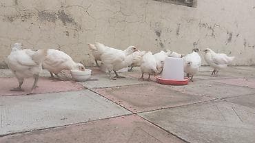 yem qabı: Toyuq cücələri, Damazlıq, Ünvandan götürmə — 3