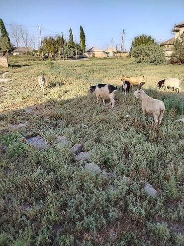 ari ramkasi satisi: Salam 15 baş yerli keci 2 qrından 5 qarına kimi var kom satılır ünvan — 3