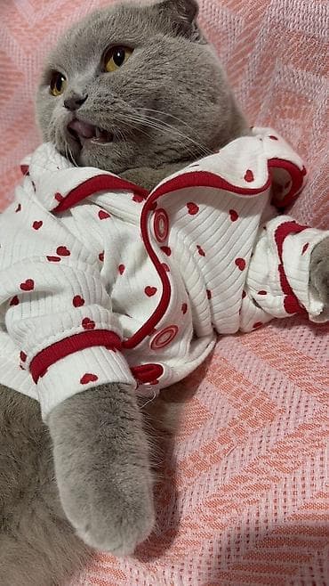 azeri it adlari: Britan, Dişi, Yaxşı əllərə, Ödənişli çatdırılma — 2