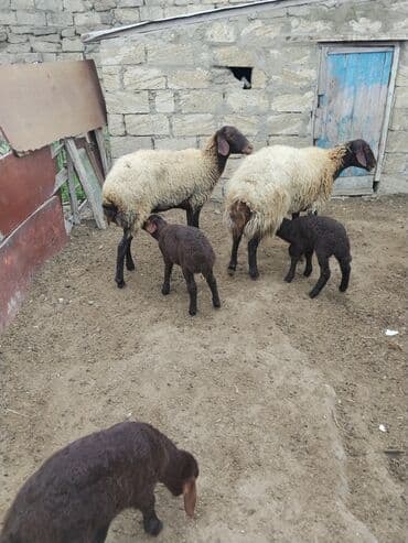 bmw 3 серия 328xi at: Erkək, Qala, il: 1, 70 kq — 13