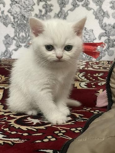 dişi doberman: Sotlant disi pisik 50 gunlukdu evde dogulub temiz pisikdi … — 1