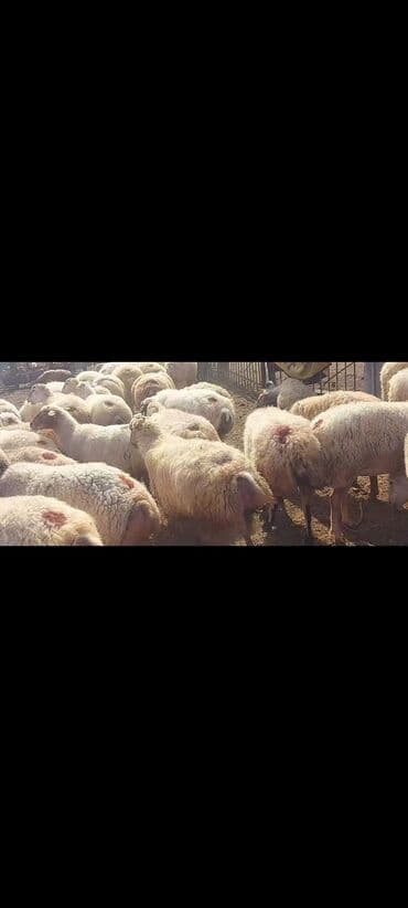 bakida cins ineklerin satisi: Satlır — 6