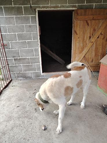 ev heyvanları satışı: Cinsi: Çoban iti (Qafqaz/Alabay və qurdbasar qarışığı) Xüsusiyyəti — 3