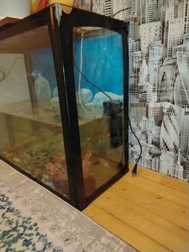 canlı balıq: Akvaryum komplekti eni 32sm. hündürlük 60sm. uzunluq 70sm - Şüşə — 2
