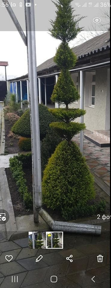 ot bicən satışı: Bəzək kolları və iynəyarpaqlı topiarilər – landşaft üçün - — 2