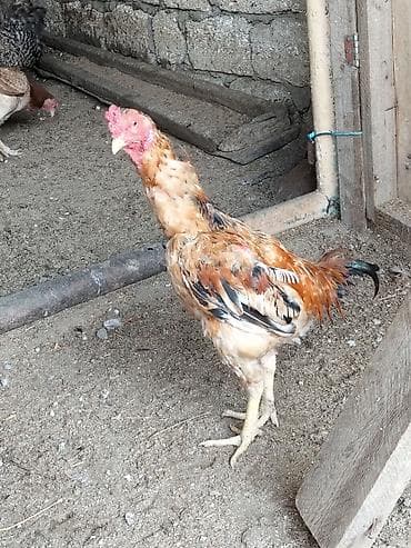 quzu satisi: Salam heyratı xoruzu 6 aylıqdı Xarkov xoruzu 8 aylıqdı ikisidə satılır — 4