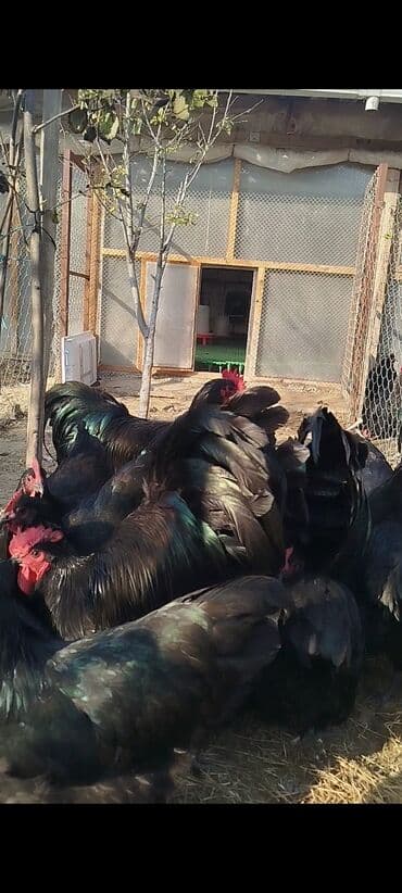 cuce dami: Alman cinsi australorp cücə və yumurta sifarişi qəbul olunur. bütün — 3