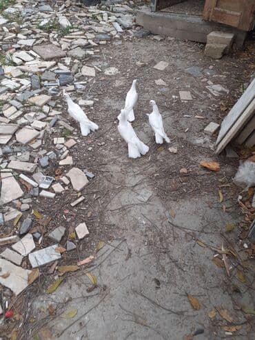 Quşlar: Ag eni quyruqlar — 2