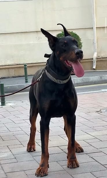 Doberman, 1 ay, Peyvəndli