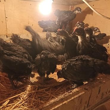 Toyuq cücələri, Ətlik — 3