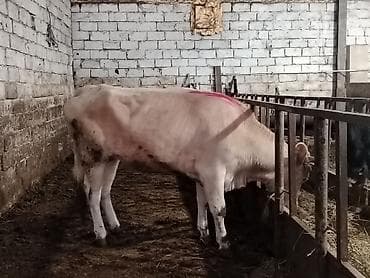 dana satişi: Salam aleykum dogmamiş dügedi kəsgiyə də verilir ayaq üstə də satilir — 1