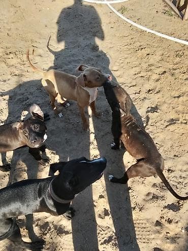 ağ afcarka: Pitbul, 4 ay, Ünvandan götürmə — 3