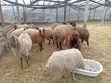 Atlar: Dişi, Qala, il: 1, 50 kq, Damazlıq, Ünvandan götürmə — 2