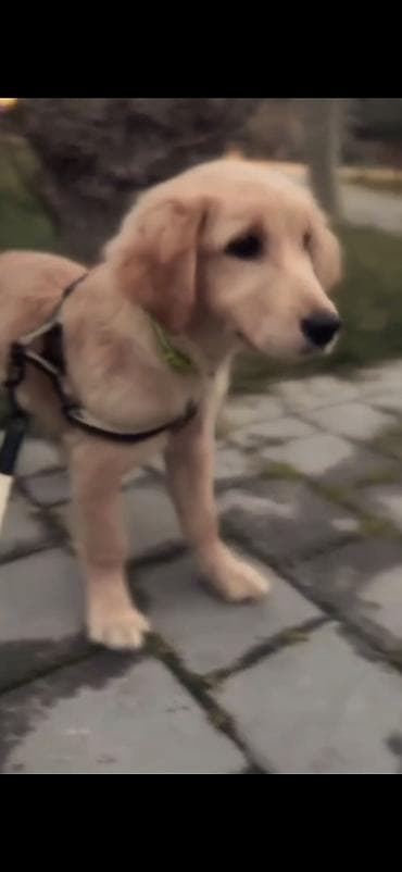 ucuz cuce: Retriever — 1