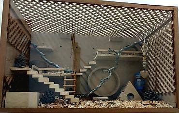 Gəmiricilər: Hamsterlər və hamster evi satılır Bütöv əl işidir. Yaxşı vəziyətdədir — 1