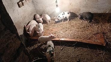 iri it cinsi: Məhsul: Balalıq donuzlar (xoruzlu-naqişli və ağ rənglərdə) Təsvir: - — 5