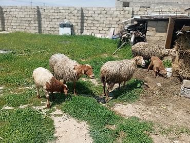 Dişi, il: 3, Damazlıq