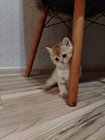 erkek pisik: Qızıl şinşilla, Erkək, Yaxşı əllərə, Ünvandan götürmə — 1