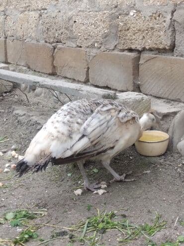 hinduska balasi satilir 2019: Salam aleykum. Satışda bir dənə qara qanad tovuzquşu fərəsi var. 7 — 3