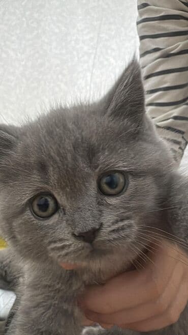 британские котята купить: Британская, В добрые руки — 2