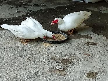 ucuz it satisi: Ağ rəngli, qırmızı üz nişanları olan üç ördək təsvir edilmişdir. İki — 2