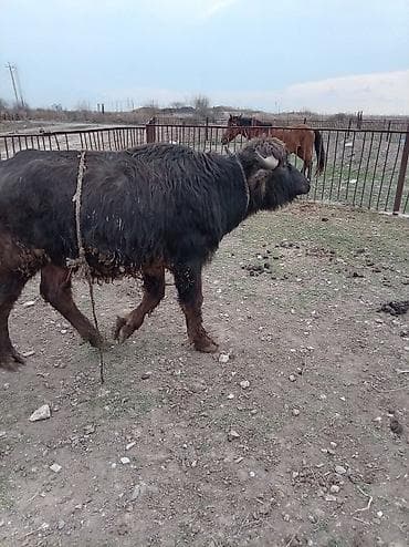 bakida it barinagi: Məhsul: Camış (erkək) Təsvir: - Qara tüklü, qısa buynuzlu yerli — 3