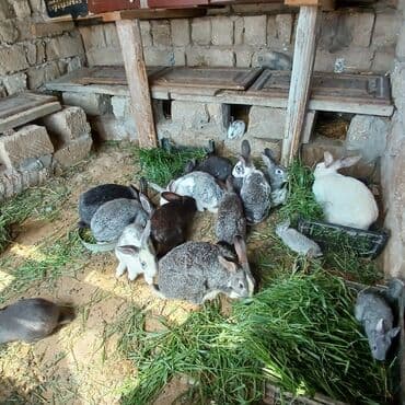 bala dovşanlar: Dovsanlar her cur boyuklukde ve rengde olur qiymet bala dovsanlara — 1