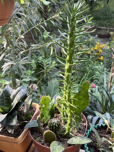 продажа комнатных растений: Her nov guler var endirimnen verecem Gencedi istiyen yazsin satiş — 10