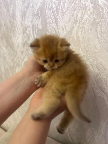 meykun pişik: Britan — 1