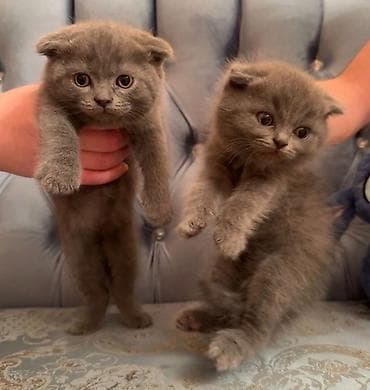 Şotland yastı qulaq