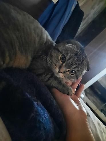 pişiklər: Britan — 5