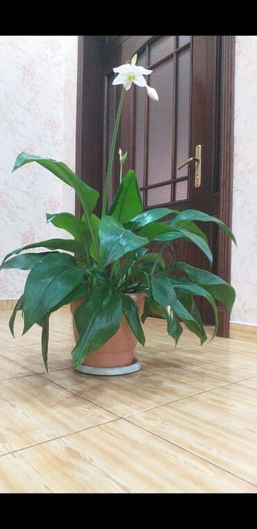 Otaq bitkisi – Spathiphyllum (Sülh zanbağı) - Qabda yetişdirilmiş