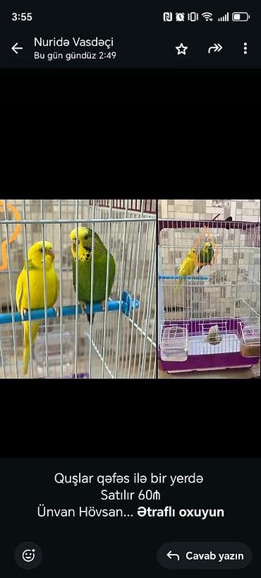 bakida it bazari: - Məhsul: 2 ədəd dalmatian/budgerigar (papuqay) cütü qəfəs ilə — 1