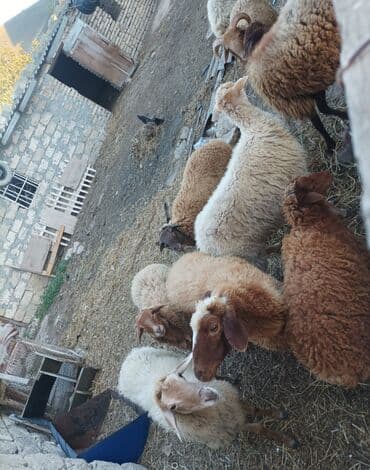 dana qiyməti xacmaz: Erkək, il: 1, 70 kq, Ətlik, Ünvandan götürmə — 1