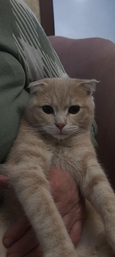 K/t heyvanları və malları: Şotland — 2